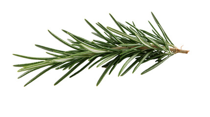 Fresh green rosemary sprig with needle-like leaves © Patricia