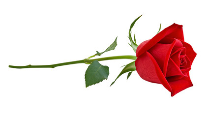 Single red rose with green stem and leaves © Nuria