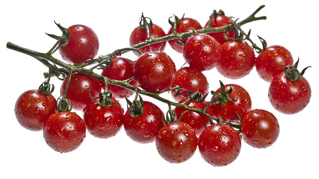 Fresh red cherry tomatoes on vine with water droplets
