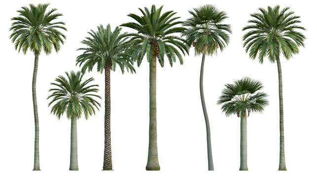 Collection of diverse palm trees with green fronds and textured trunks