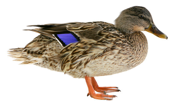 Mallard duck female bird with blue speculum feathers