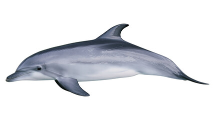 Gray dolphin swimming side view, white © Nuria