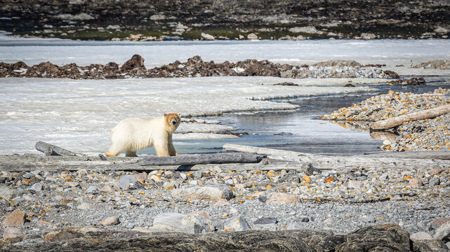 Eisb&auml;r bzw. Polarb&auml;r (Ursus maritimus) wandert entlang der K&uuml;ste von Spitzbergen in der Arktis, der Blick ist in Richtung Kamera gerichtet