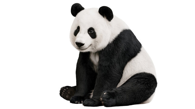 Giant panda bear sitting with black and white fur