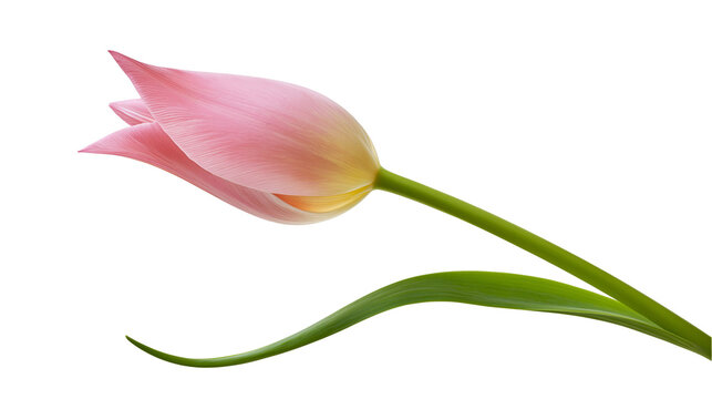 Pink tulip flower bud with green stem and leaf