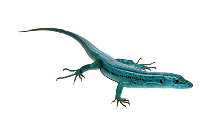Fototapeta premium Blue lizard with black stripes on white