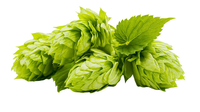 Green hop cones with leaves