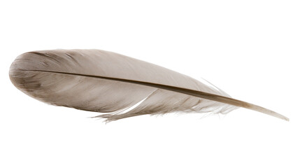 Light brown bird feather with delicate barbs and central shaft © Patricia