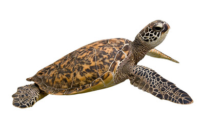 Green sea turtle swimming with patterned shell and flippers © Pablo