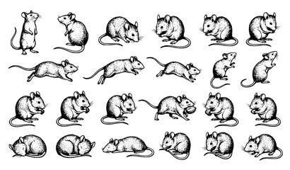 Fototapeta premium Realistic Hand Drawn Mouse Vector Bundle with Vintage Rodent Sketch Collection Isolated on White Background