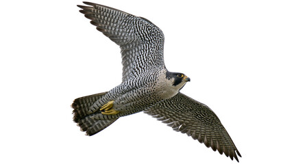 Peregrine falcon in flight with wings spread © Antonio