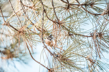 Black-capped chickadee perched among pine needles and cones on a sunlit winter morning, close-up wildlife portrait © PIC by Femke