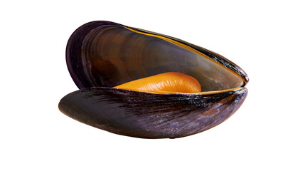 Open mussel shell with orange flesh inside © Pablo