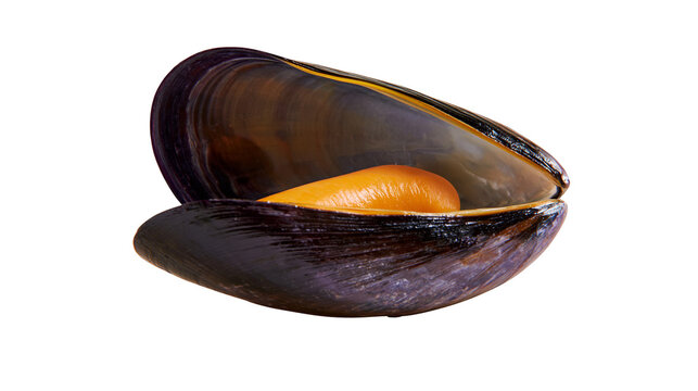 Open mussel shell with orange flesh inside