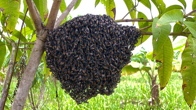 Close-up of a massive wild bee swarm gathering and hanging on a tree branch with green leaves in nature