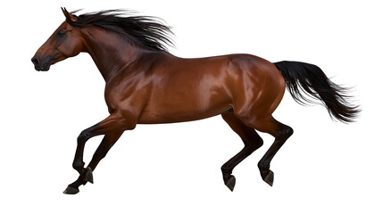 Brown horse galloping with black mane and tail © Pablo