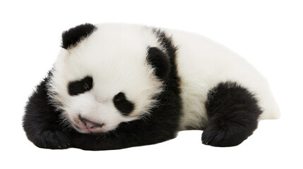 Baby panda bear sleeping curled up on its side © Pablo