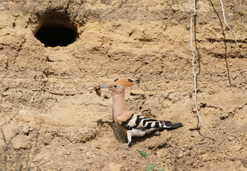 A Eurasian Hoopoe (Upupa epops) with a caught mole cricket in its beak sits near its nest. © VOLODYMYR KUCHERENKO