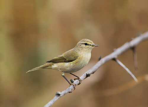 A Common Chiffchaff (Phylloscopus collybita) perched on a dry thorny branch against a warm blurred background.