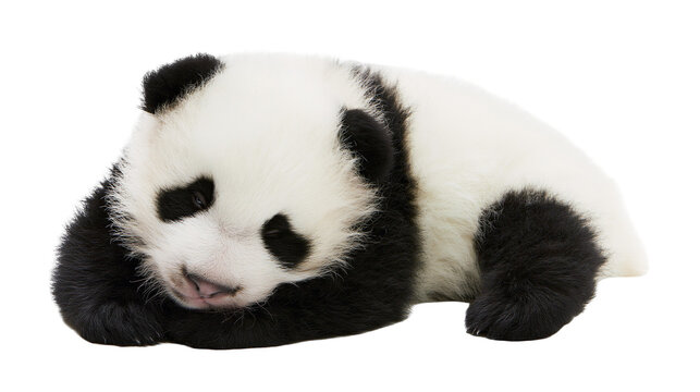Baby panda bear sleeping curled up on its side