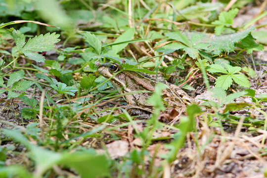 A Marsh Frog (Pelophylax ridibundus) hiding under green leaves in the grass, profile view.