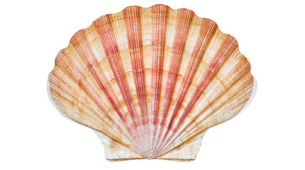 Scallop Shell with Orange and White Stripes © Pablo
