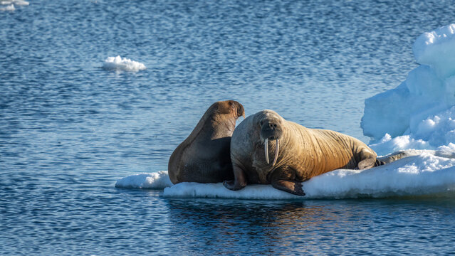 Gro&szlig;aufnahme eines Walrosses (Odobenus rosmarus), zwei Tiere sitzen auf einer Eisscholle im arktischen Ozean bei Spitzbergen