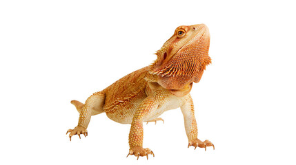 Obraz premium Orange Bearded Dragon Lizard Reptile