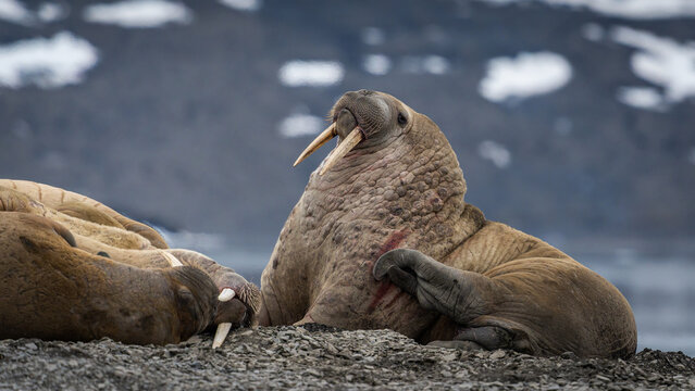 Ganzk&ouml;rperaufnahme von Walross (Odobenus rosmarus), das Tier sitzt seitlich am Strand und kratzt sich, Kopf und Sto&szlig;z&auml;hne sind sch&ouml;n zu sehen