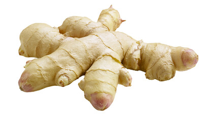 Fototapeta premium Fresh ginger root with textured skin and pinkish tips
