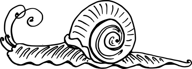 Cute little snail crawling outline vector illustration © Anada77