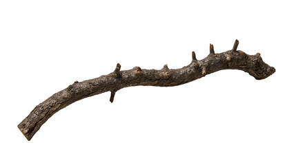 Fototapeta premium Curved gnarled tree branch with small twigs