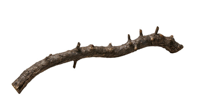 Curved gnarled tree branch with small twigs