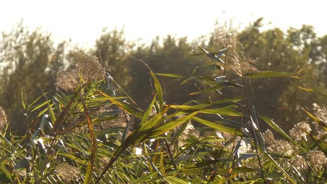 Sunlit reed tops swaying rapidly against bright sky in strong wind. Small flying fluff particles moving as a metaphor for data network. Wide shot, dynamic atmosphere. Freedom and transformation.