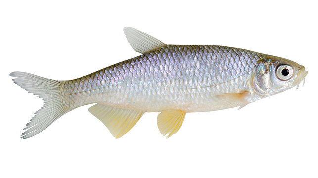 Small silver fish with scales and fins