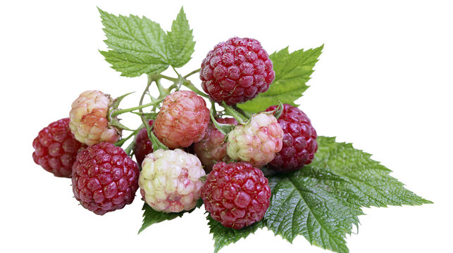 Ripe and unripe raspberries with green leaves on branch