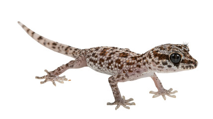 Fototapeta premium Spotted Gecko Reptile with Textured Skin and Large Eyes