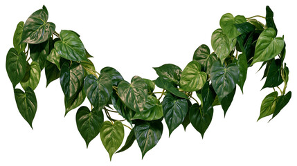 Heart-shaped green philodendron leaves garland © Paula