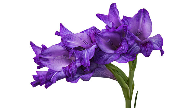 Purple Gladiolus Flowers with Green Stems