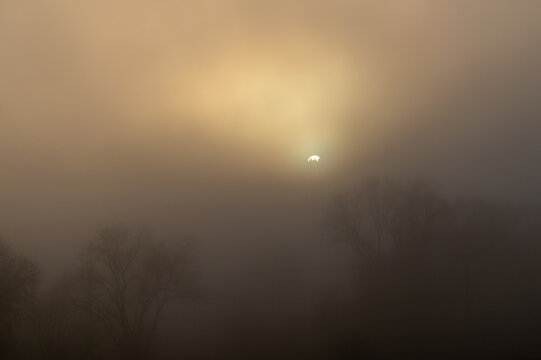 Sun visible through heavy fog and silhouetted trees