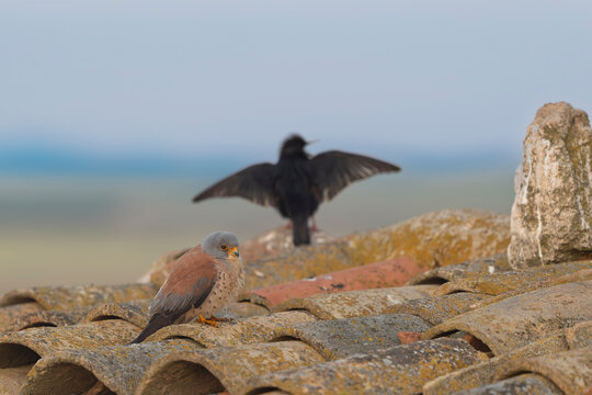 Male lesser kestrel (Falco naumanni) perched on a tiled roof with a blurred spotless starling (Sturnus unicolor) in the background, El Taray, Spain. Wildlife stock photography.