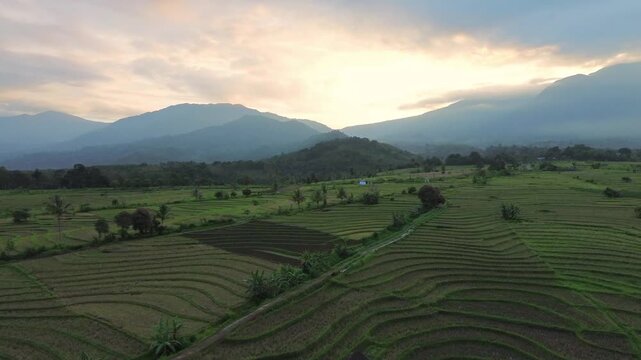 Aerial view of lush green rice terraces in Kemumu, Arma Jaya, surrounded by rolling hills under a soft sunset sky in Arga Makmur, Bengkulu, Indonesia.