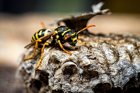 The field wasps on their abandoned nest (Polistinae)