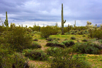 Obraz premium Old Saguaro Cactus Sonora desert Arizona