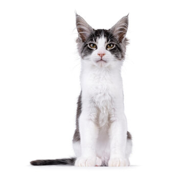 Expressive Maine Coon cat kitten, sitting up facing front. Looking to camera with funny annoyed judgy expression. Isolated on a solid white background.