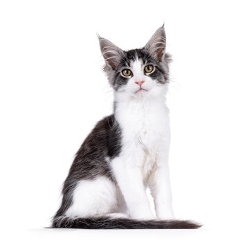 Expressive Maine Coon cat kitten, sitting up side ways. Looking curious to camera. Isolated on a solid white background.