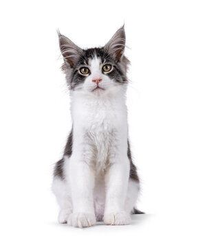 Expressive Maine Coon cat kitten, sitting up facing front. Looking straight to camera. Isolated on a solid white background.