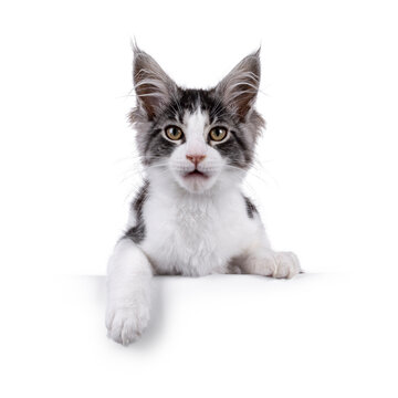 Expressive Maine Coon cat kitten, laying down on edge facing front. Looking straight to camera, mouth slightly open with dumb expression. Isolated on a solid white background.