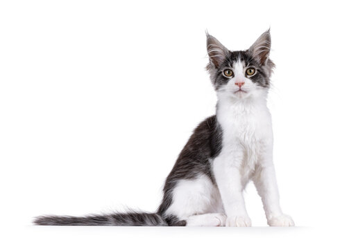 Expressive Maine Coon cat kitten, sitting up side ways. Looking curious to camera. Isolated on a solid white background.
