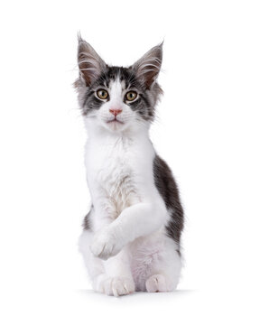 Expressive Maine Coon cat kitten, sitting up facing front. Looking straight to camera. One paw up like giving handshake. Isolated on a solid white background.